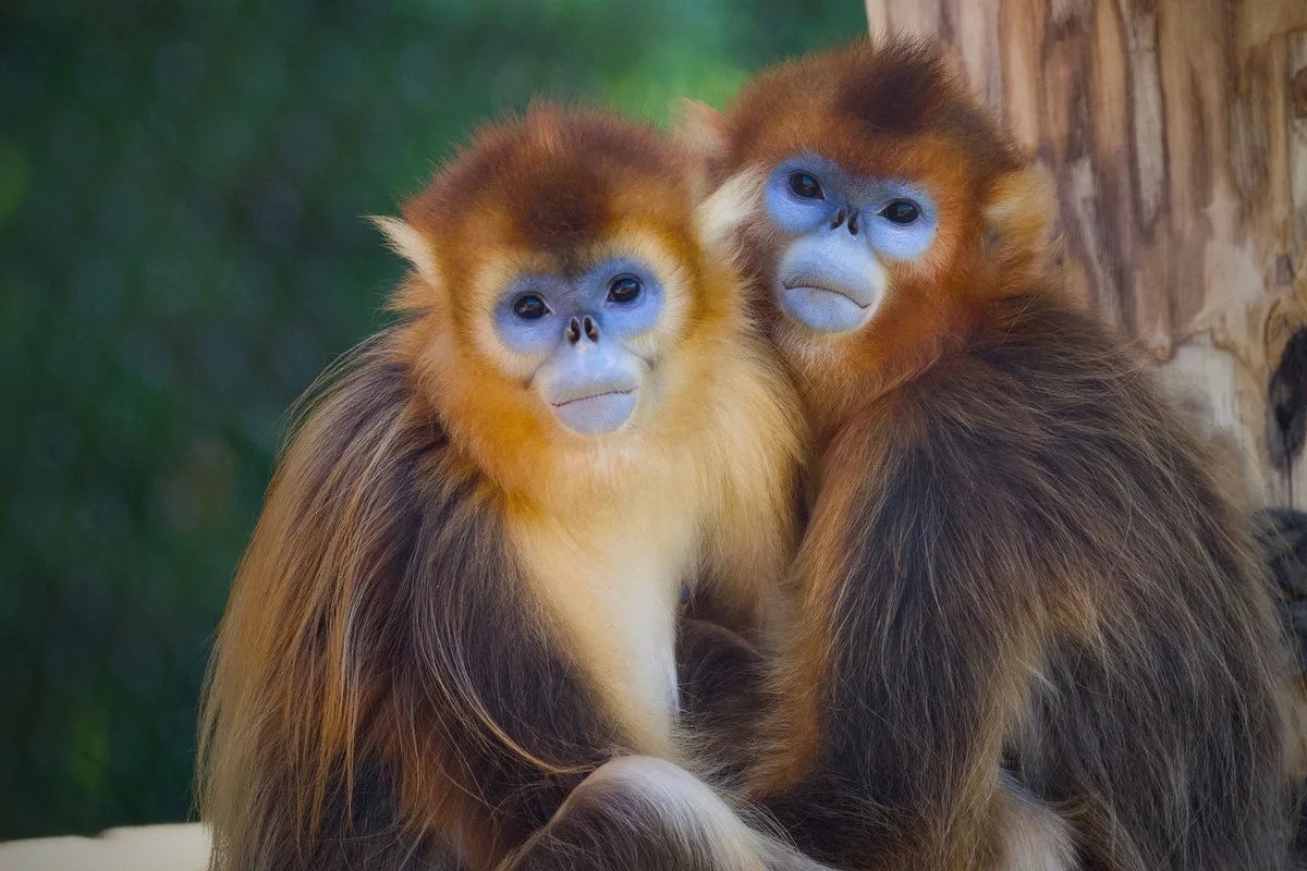 Can Monkeys Save Us from the Sixth Mass Extinction?